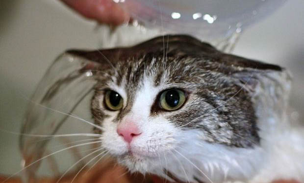 猫咪体外驱虫多久可以洗澡啊