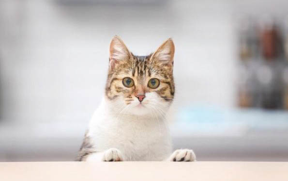 小猫怎么体外驱虫