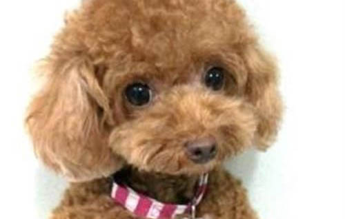 狗狗打完疫苗后会有哪些不良的反应