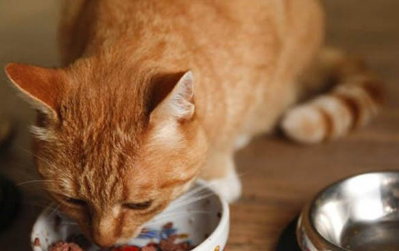 小猫多大会用猫砂盆