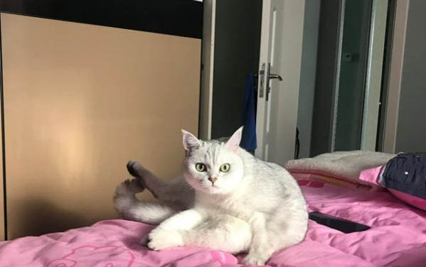 猫咪几天不吃不喝还呕吐怎么治