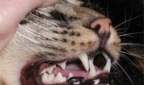 猫舌头溃疡?