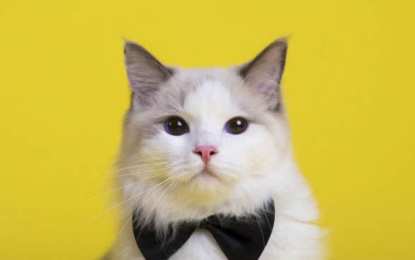 猫咪皮肤真菌感染的原因及处理方法