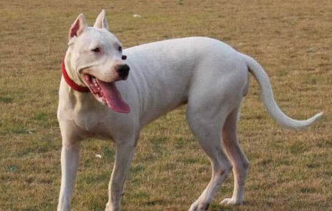 阿根廷杜高犬的优缺点有哪些