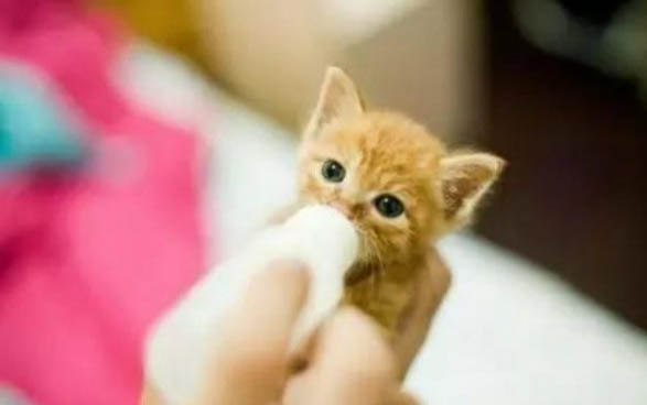 小猫一直打喷嚏是怎么回事