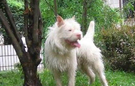 正宗下司犬多少钱一只图片