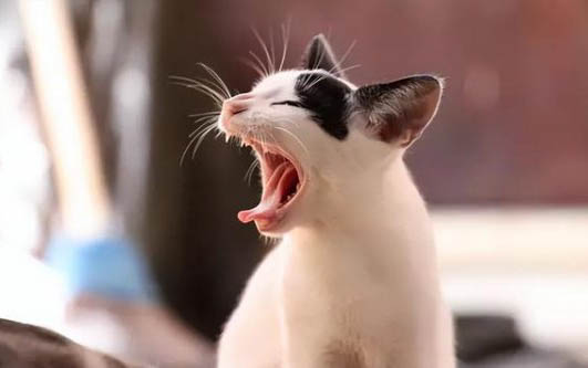 猫咪的脖子为什么会发出声音