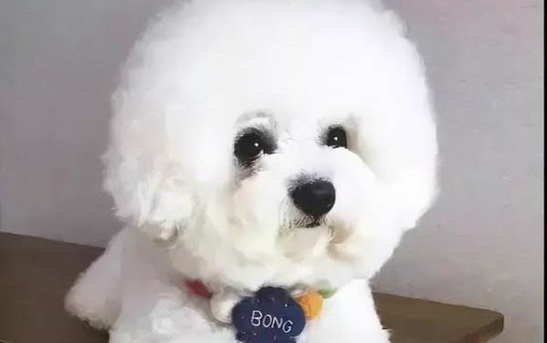 狗吃葡萄干会怎么样