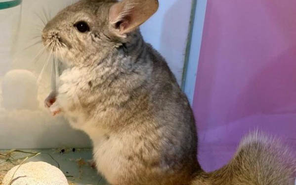 不建议养龙猫的三个原因及处理方法