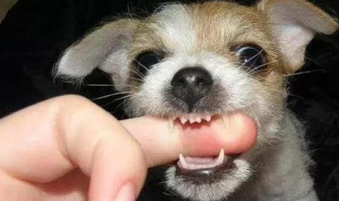 狗的嘴巴眼睛肿了怎么回事