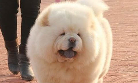 狗狗止痛药有哪些牌子