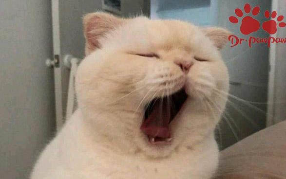 猫干扰素的主要功能