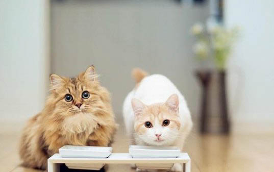 猫咪离开家后还认识旧主人吗