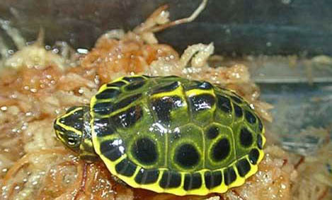 乌龟壳发黑是什么原因
