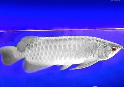 银龙鱼可以活多久寿命