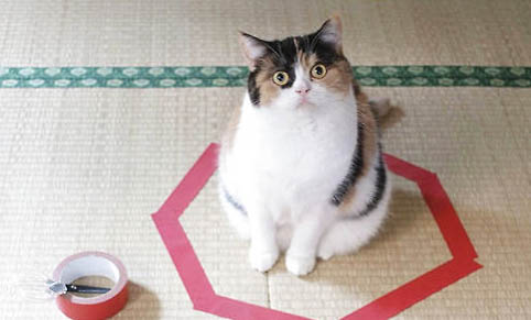 猫咪不爱吃饭而且消瘦是什么原因？