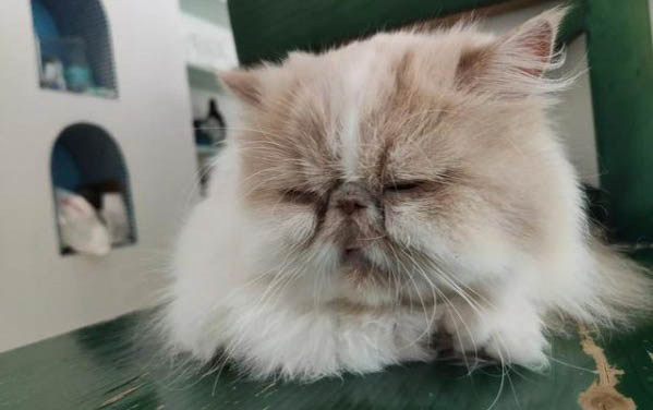 狗狗肚子里有死胎怎么办?