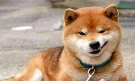 柴犬呕吐白沫还不吃东西怎么办呢