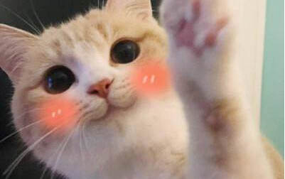 小猫咪出生几天能睁眼
