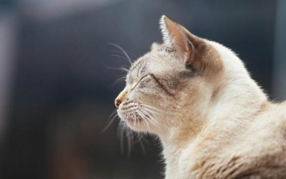 猫咪第三眼睑复位手法