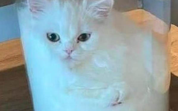 请问猫咪呕吐的原因及处理方法?