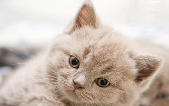 猫咪发情的症状表现