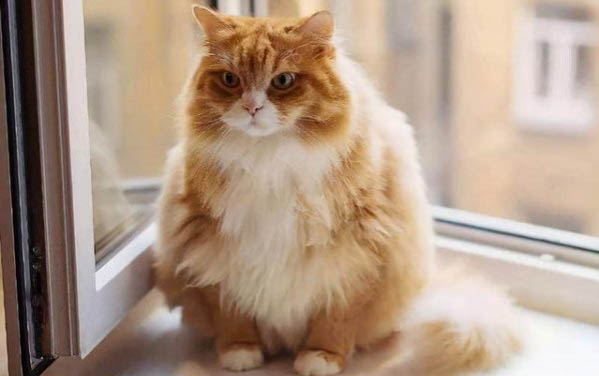 小猫可以吃什么水果?