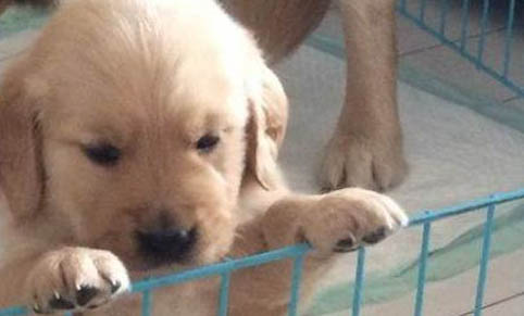 苏牧幼犬怎么分辨纯种