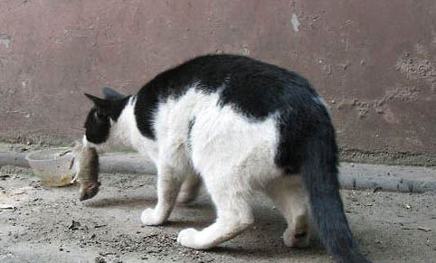 猫咪受凉呕吐会自愈吗？