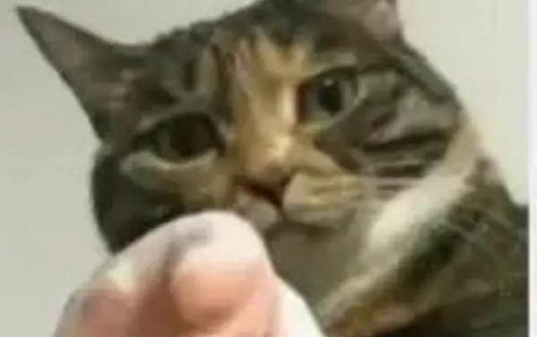 小猫可以吃什么呀?