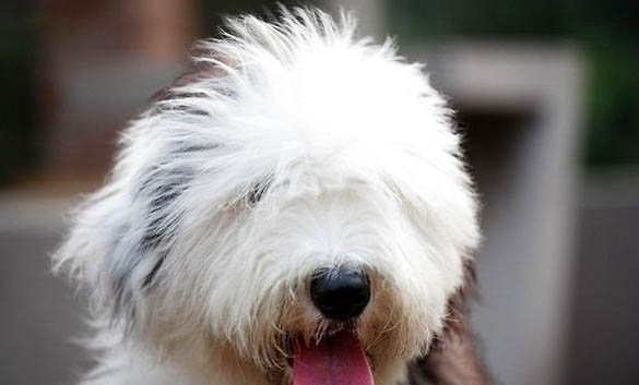 喜乐蒂牧羊犬突然不爱吃东西的原因是什么