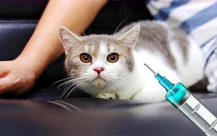 猫咪泪腺分泌过多的原因及处理方法