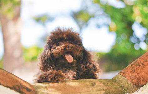 泰迪犬美毛攻略
