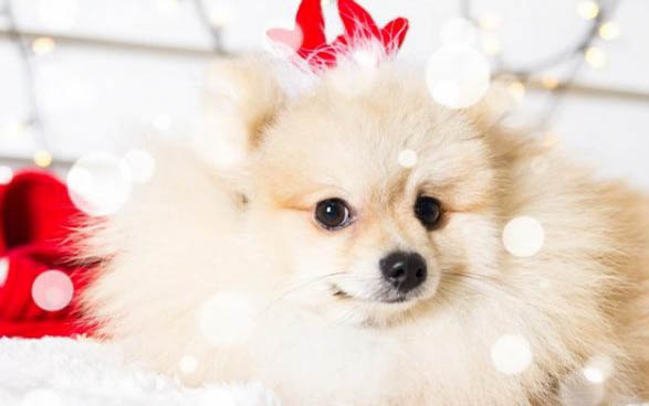 博美幼犬饲养禁忌