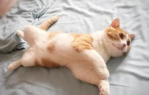 猫为什么爱舔自己的屁股