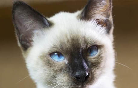 买宠物猫在哪个平台买比较好