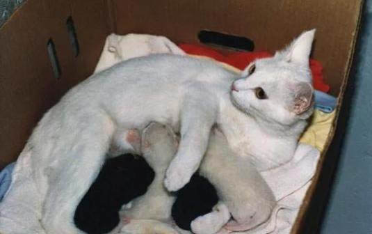 给母猫绝育需要注意什么
