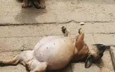 小狗死了狗妈妈也知道吗