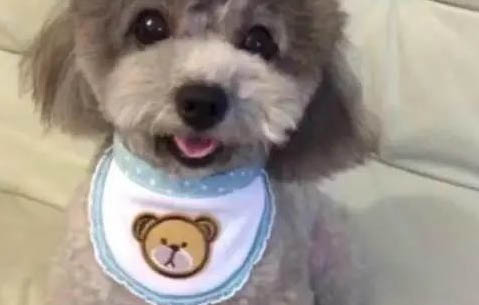 怎么训练泰迪不乱咬东西