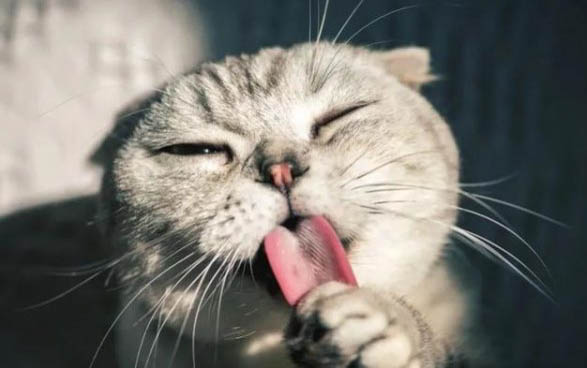 母猫绝育后多久排便