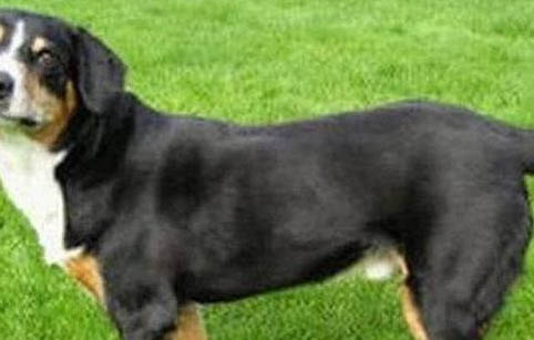 大瑞士山地犬有攻击性吗