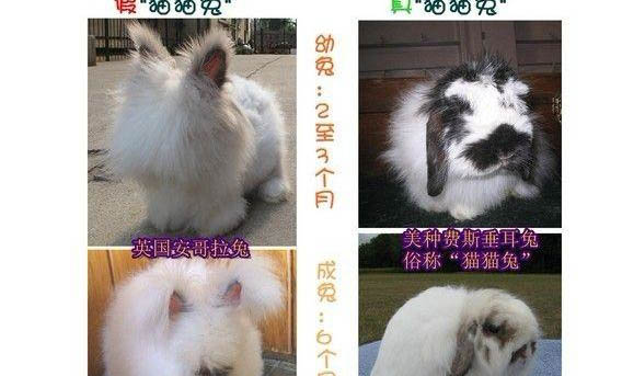 安哥拉兔能和肉兔杂交吗?