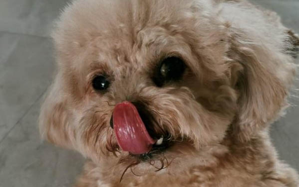 泰迪狗狗怎么训练大小便