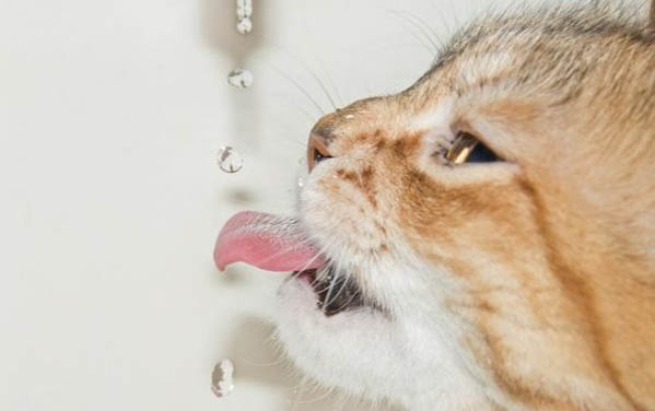 猫得了传腹还会吃东西喝水吗