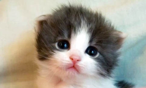 猫咪为什么会在床上拉尿?