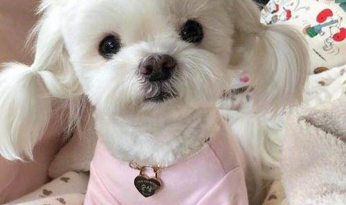 马尔济斯犬舍哪个好