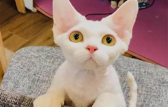 猫咪肾衰竭可以吃虾吗
