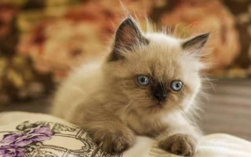 猫咪乱尿是的原因及解决办法