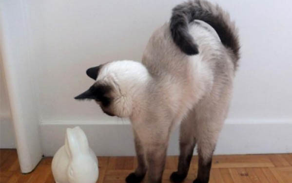 三个月的小猫可以吃零食吗