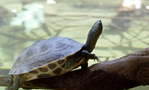 花龟的寿命是多少年